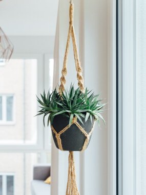 Hanging Plant